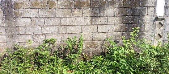 Old Concrete Block Wall with Green Weeds