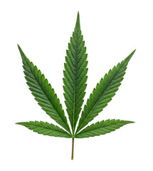 Green cannabis leaf with detailed serrated edges and vibrant coloration isolated on transparent background, cutout png