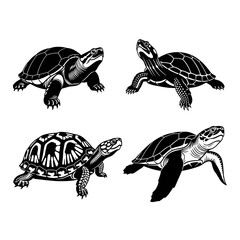 set of turtles illustration on white background