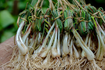 Harvested Green Onions Bundled Together for Cooking Preparation