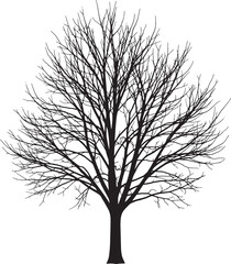 Obraz premium Bare Tree Silhouette Black White Winter Branches Nature