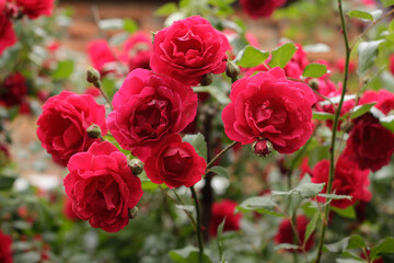 Close-up of flowers. Bright colors in nature. Spring Flowers JPG