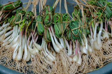 Freshly Harvested Wild Onions Ready to Sell
