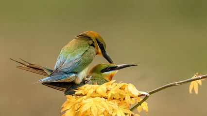 bee eater perched on yellow flower