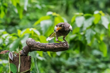 green billed hornbill