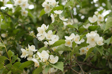 Close-up of flowers. Bright colors in nature. Spring Flowers JPG