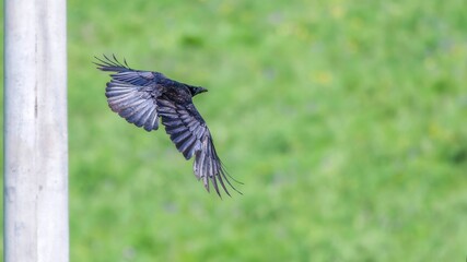 black winged blackbird