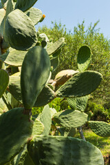 Prickly pear cactus, Opuntia ficus-indica