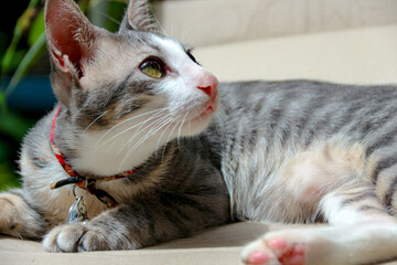 Resting Striped Cat Lying Down Looking Upward