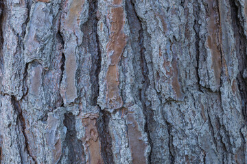 bark of a tree close-up. background and texture.