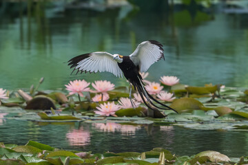 great blue heron ardea cinerea