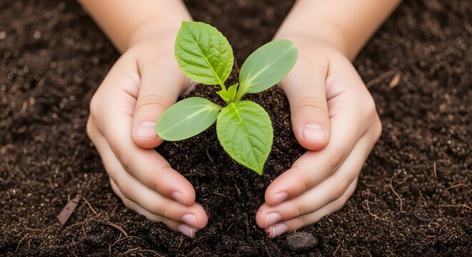 Hands holding and protecting a young green plant in soil. Concept of growth, nature, environment, conservation, new life, agriculture, and earth day.