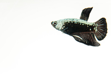 fish on a white background