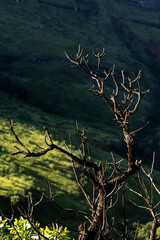 Dead branches of a common sugarbush catching the early morning light in the Drakensberg Mountains of South Africa.