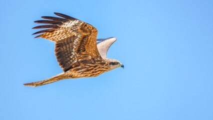 eagle in flight