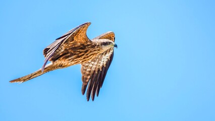 red kite in flight