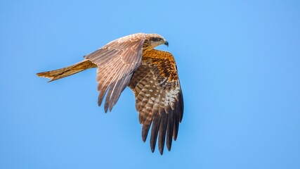 red tailed hawk in flight