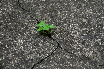A green plant spouts through a crack in concrete demonstrating the will to survive