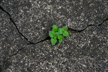 A green plant spouts through a crack in concrete demonstrating the will to survive
