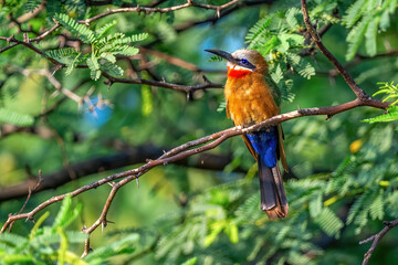 lilac breasted roller