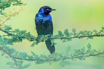 blue bird on a branch