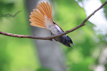 lilac breasted roller on branch