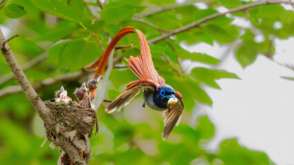 bee eater perched on a branch