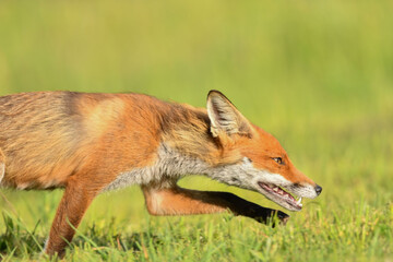 Fuchs auf der Pirsch