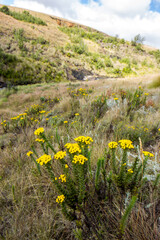 Yellow wildflowers in bloom on the Afro-alpine grasslands of the higher plateau’s