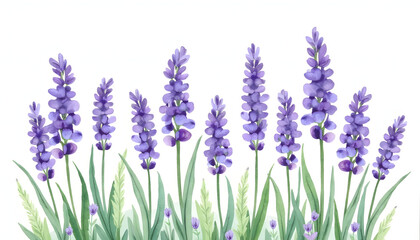 Fototapeta premium Delicate purple lavender flowers in a row. Represents nature, tranquility, aromatherapy, or soothing beauty. Serene and elegant.