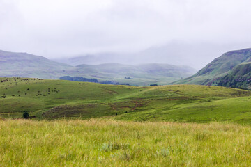 Mountains of the Drakensberg mountains hidden by the mist on a wet and rainy day in South Africa, with a small herd of cattle in the distance
