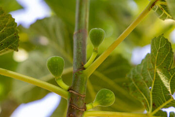 A branch of a fig tree with green leaves and small green fruits. The fruits are clustered together...