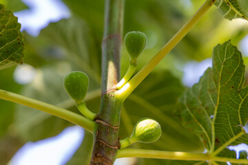 A branch of a fig tree with green leaves and small green fruits. The fruits are clustered together...