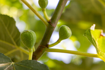 A branch of a fig tree with green leaves and small green fruits. The fruits are clustered together...