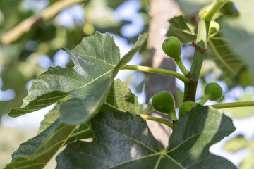 A branch of a fig tree with green leaves and small green fruits. The fruits are clustered together...