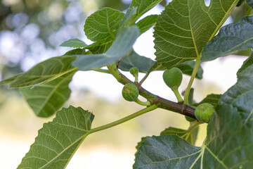 A branch of a fig tree with green leaves and small green fruits. The fruits are clustered together...