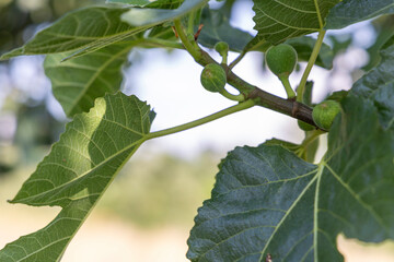 A branch of a fig tree with green leaves and small green fruits. The fruits are clustered together...