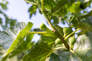 A branch of a fig tree with green leaves and small green fruits. The fruits are clustered together...