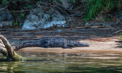 Crocodile at Sumidero Canyon - Chiapas, Mexico