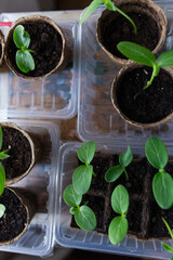 young seedlings grown in peat pots, placed in a plastic container near a window on a wooden...