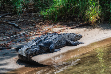 Crocodile at Sumidero Canyon - Chiapas, Mexico