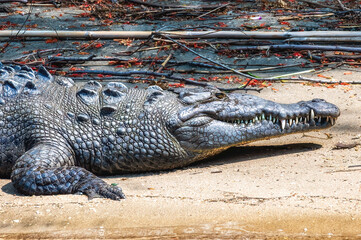 Crocodile at Sumidero Canyon - Chiapas, Mexico