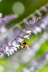 Insects and field flowers from a garden in Madrid