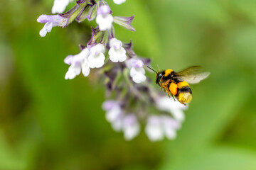 Insects and field flowers from a garden in Madrid