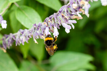 Insects and field flowers from a garden in Madrid
