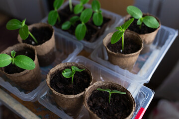 young seedlings grown in peat pots, placed in a plastic container near a window on a wooden...