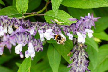 Insects and field flowers from a garden in Madrid