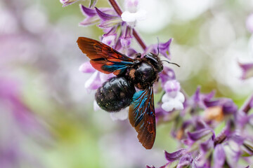 Insects and field flowers from a garden in Madrid