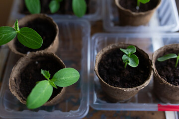 young seedlings grown in peat pots, placed in a plastic container near a window on a wooden...
