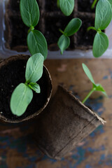 young seedlings grown in peat pots, placed in a plastic container near a window on a wooden...